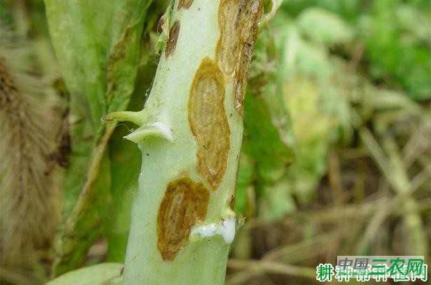 莴笋轮斑病如何防治？