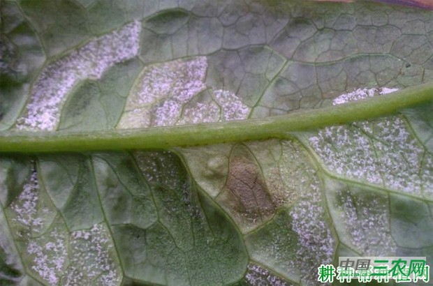 莴笋霜霉病如何防治？