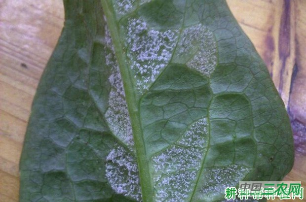 莴笋霜霉病如何防治？