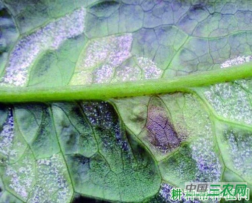 莴笋霜霉病如何防治？