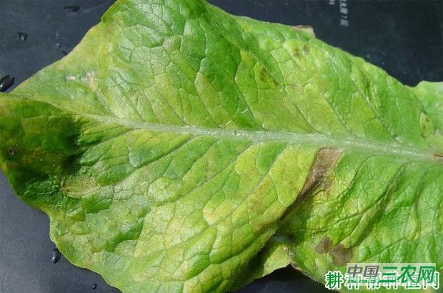 莴笋霜霉病如何防治？