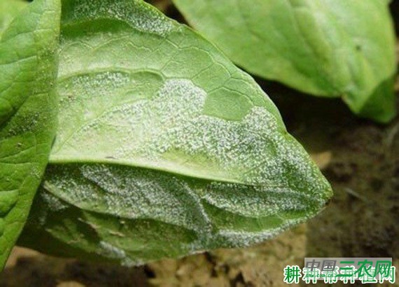 莴笋霜霉病如何防治？