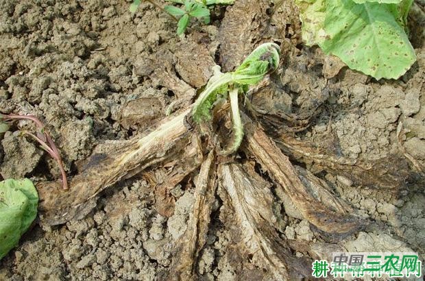 莴笋软腐病如何防治？