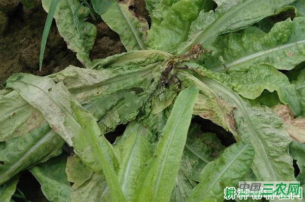 莴笋软腐病如何防治？