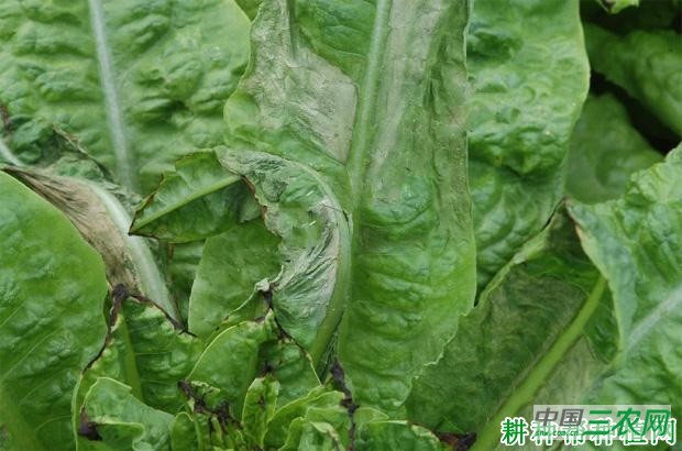 莴笋软腐病如何防治？