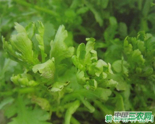 茼蒿病毒病如何防治？