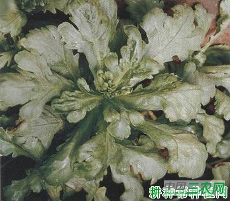 茼蒿病毒病如何防治？