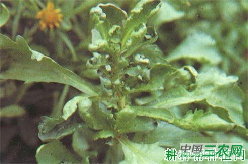 茼蒿病毒病如何防治？