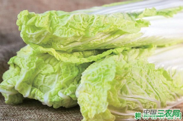 白菜有哪些药用价值？