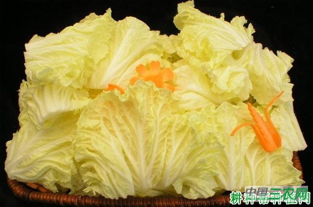 白菜有哪些药用价值？