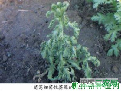 茼蒿细菌性萎蔫病如何防治？
