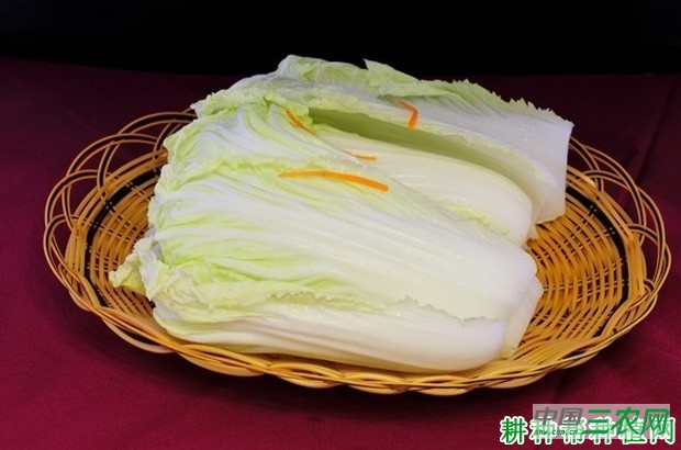 大白菜的功效与作用是什么？