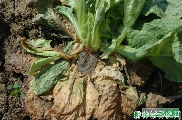 莴笋褐腐病如何防治？