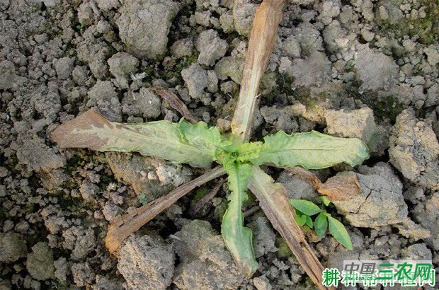 莴笋叶缘坏死病如何防治？