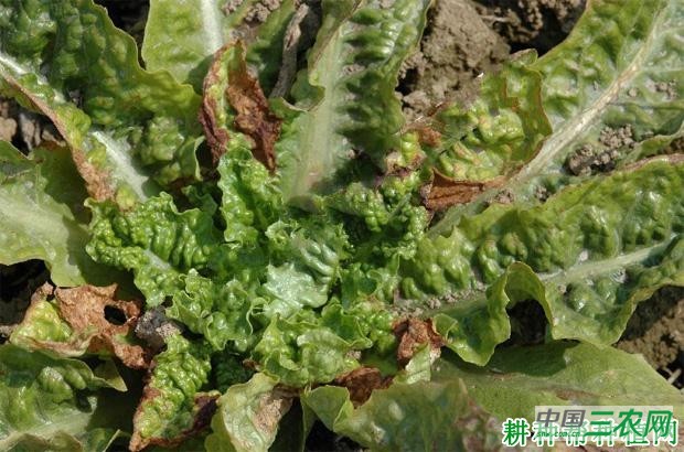 莴笋叶缘坏死病如何防治？