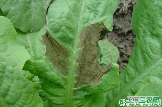 莴笋腐 败病如何防治？
