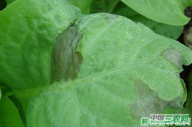 莴笋腐 败病如何防治？