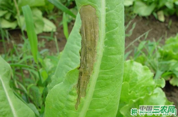 莴笋腐 败病如何防治？