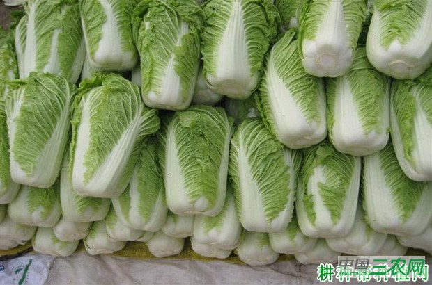 吃大白菜有什么好处？