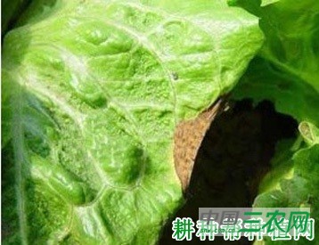 生菜叶焦病如何防治？