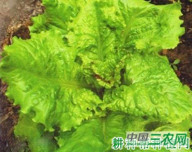 生菜叶焦病如何防治？