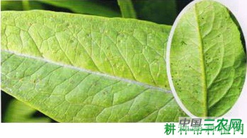 莴笋锈病如何防治？