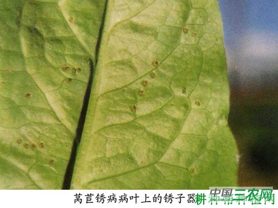 莴笋锈病如何防治？