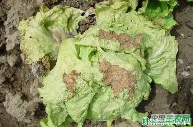 生菜软腐病如何防治？