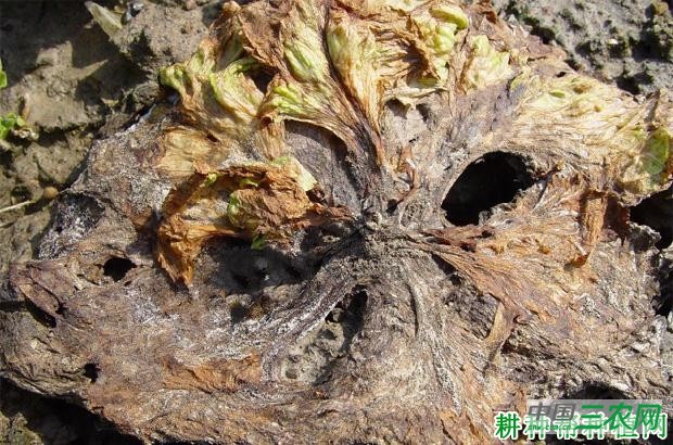 生菜软腐病如何防治？