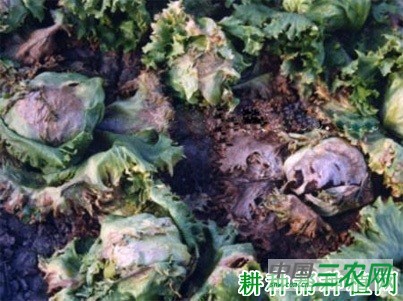 生菜软腐病如何防治？