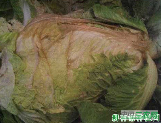 生菜软腐病如何防治？