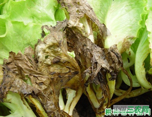 生菜腐 败病如何防治？