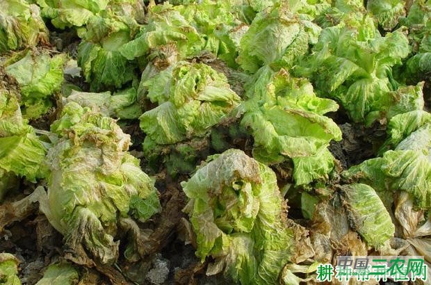 生菜腐 败病如何防治？