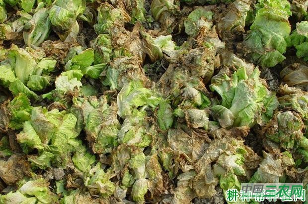 生菜腐 败病如何防治？