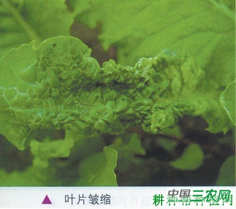 大白菜病毒病如何防治？