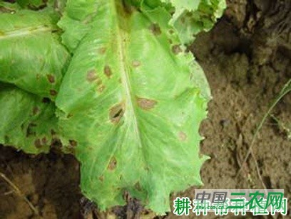 生菜轮斑病如何防治？