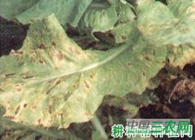 生菜轮斑病如何防治？