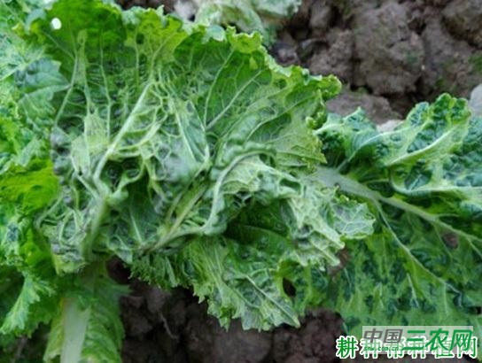 大白菜病毒病如何防治？