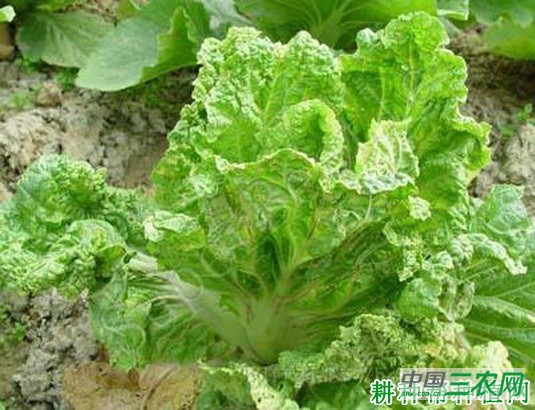 大白菜霜霉病如何防治？