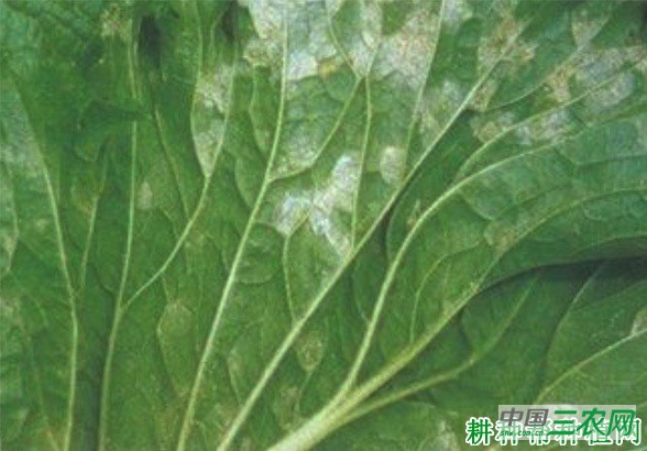 大白菜霜霉病如何防治？