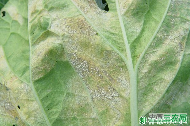 大白菜霜霉病如何防治？