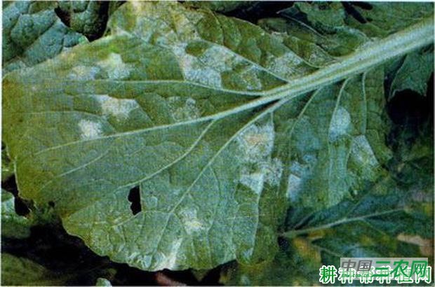 大白菜霜霉病如何防治？