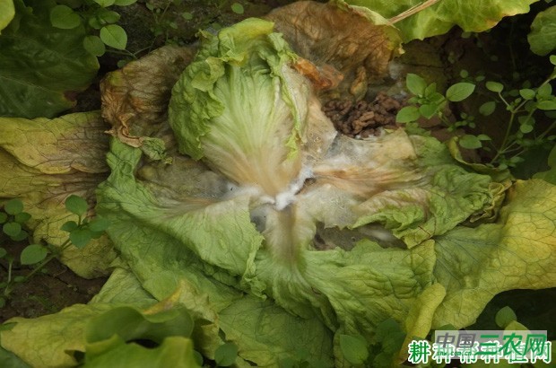 生菜菌核病如何防治？