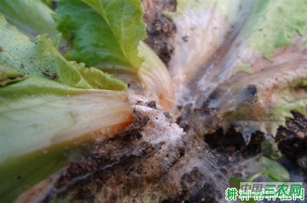 生菜菌核病如何防治？
