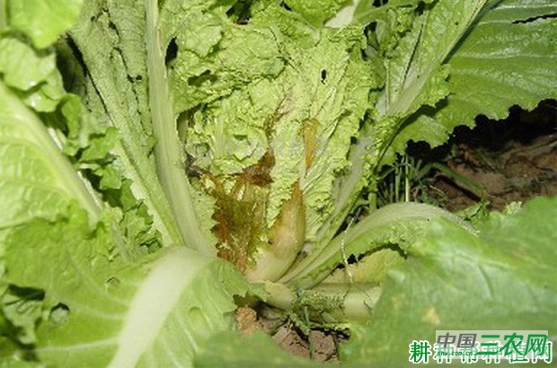 大白菜软腐病如何防治？