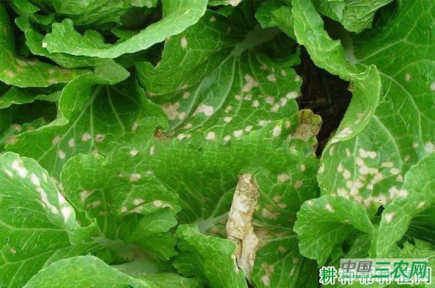 大白菜白斑病如何防治？
