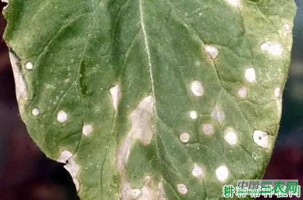 大白菜白斑病如何防治？