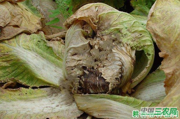 大白菜黑腐病如何防治？