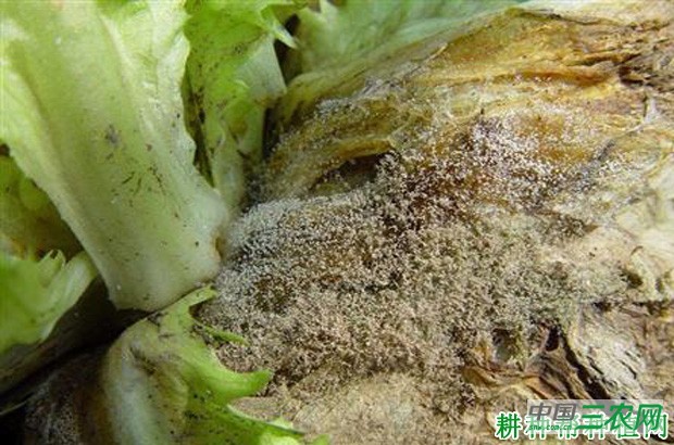 生菜灰霉病如何防治？