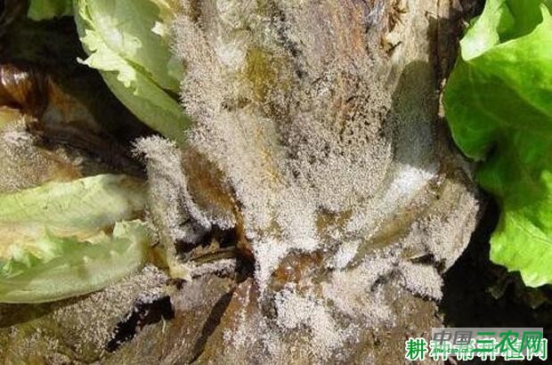 生菜灰霉病如何防治？